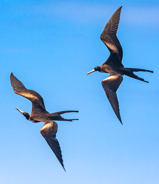 Frigate Birds