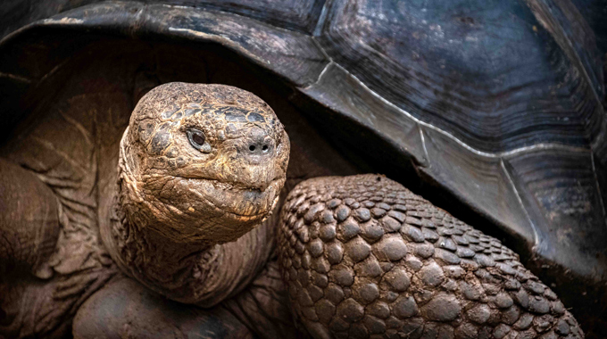 Giant Tortoise