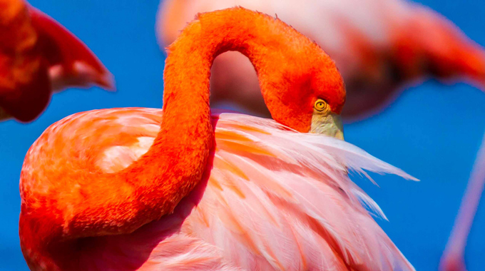 Greater Flamingos