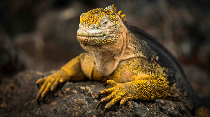 Land Iguana