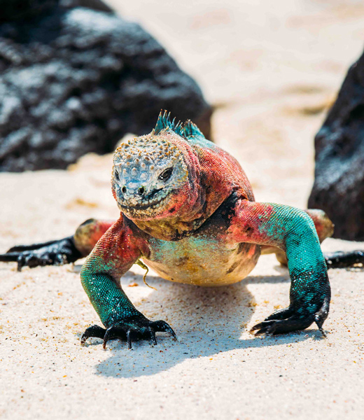 Marine Iguana