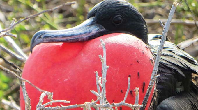 Frigatebird