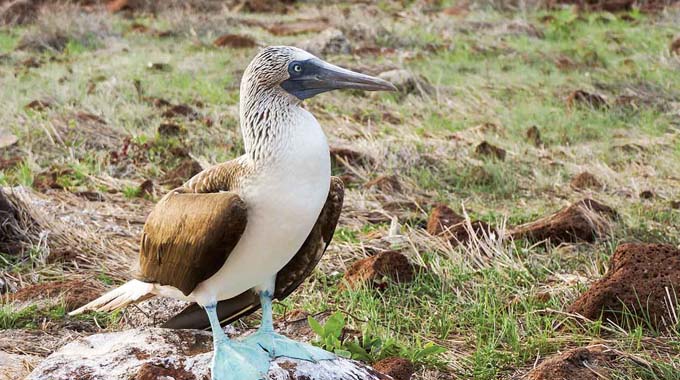 bluefooted booby bird