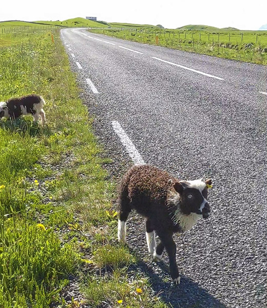 A lamb wanders along the Icelandic roadside. | Photo by Jessica Fender