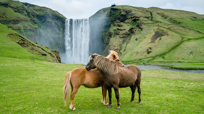 Shaggy-banged Icelandic horses stand in front of the Skógafoss waterfall. | Photo by Chris Burkard/Cypress Peak Productions