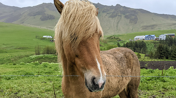 Icelandic horses are famous for their shaggy bangs. | Photo by Jessica Fender