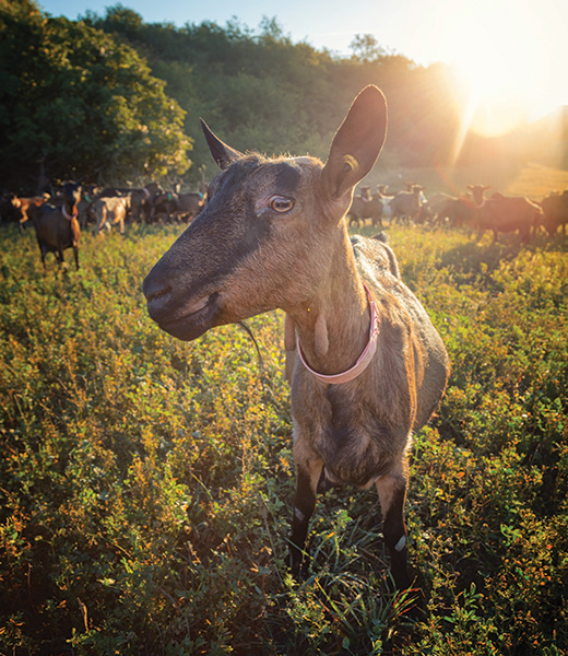 Goats in a field in France’s Loire Valley