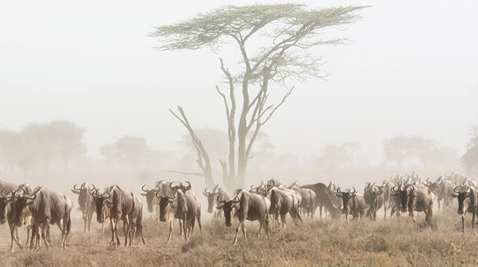 Africa, Kenya. Wildebeest herd moving in fog.
