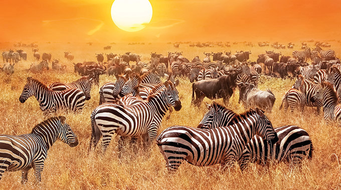 Herds of zebra graze in African grasslands.