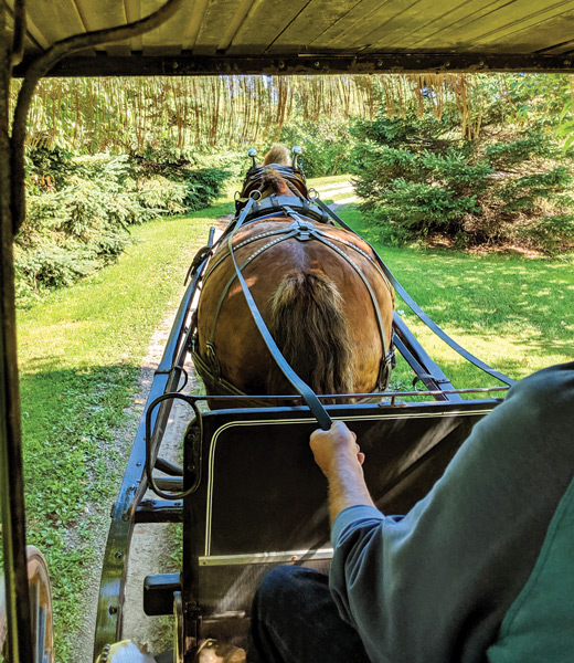 Horse as seen from inside the buggy it's pulling