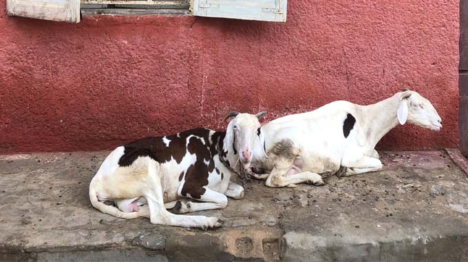 Goats rest on the streets of Saint-Louis, Senegal.