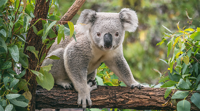 Koala