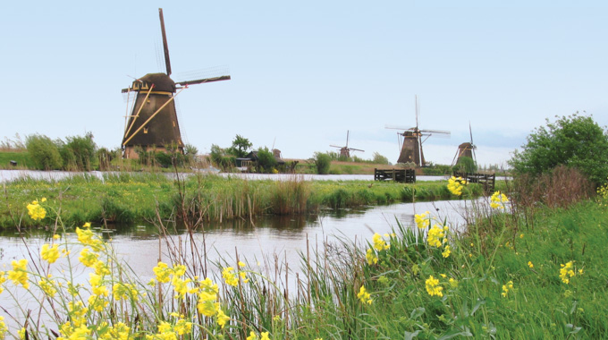 Yellow daffodils growing along the shore, with the Kinderdijk windmills in the background.