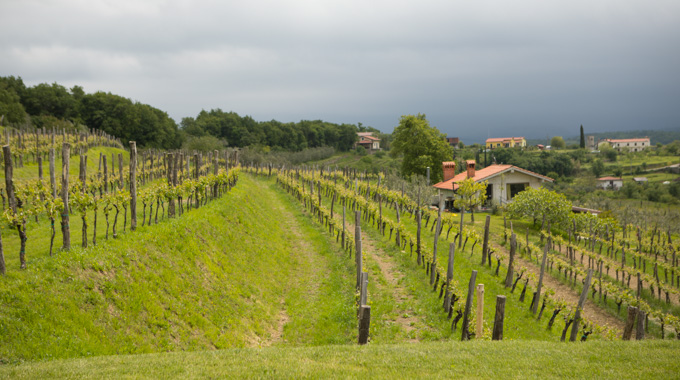 Vineyard in Koper, Slovenia