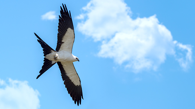 birding in alabama