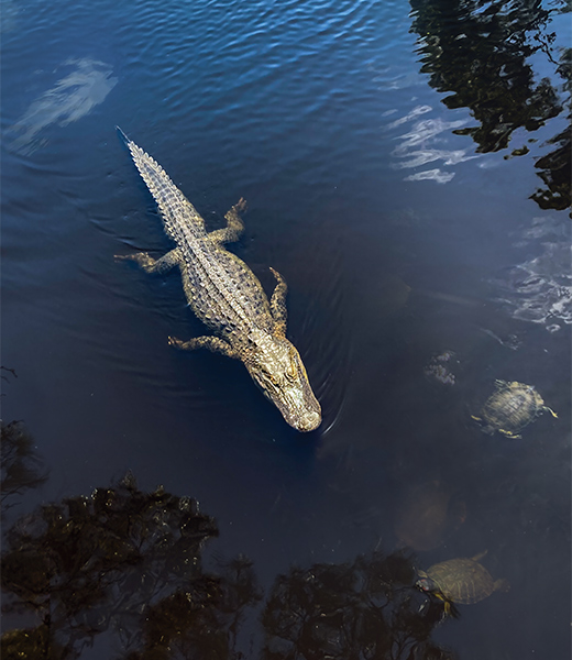 Dauphin Island, Alabama's Sunset Capital