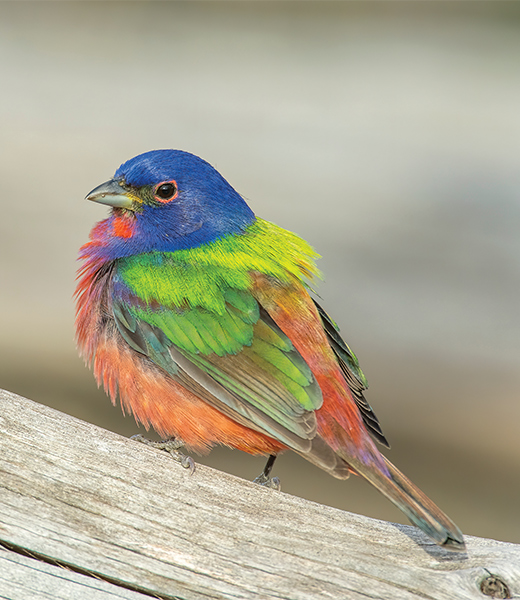 Painted bunting bird resting on a branch.