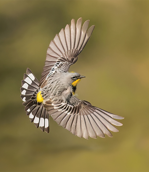 Yellow-rumped warbler bird in flight.