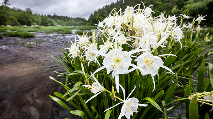 cahaba lillies in alabama 