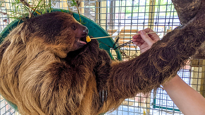 sloth at zoo