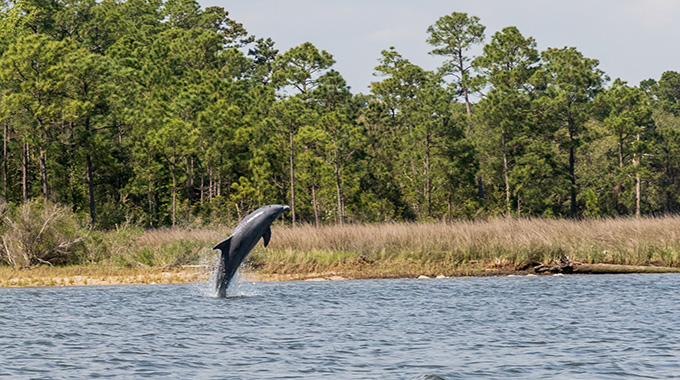 dolphin tours