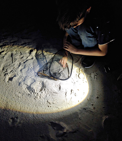 A camper gets an up-close look at a ghost crab at Dauphin Island Sea Lab. | Photo courtesy Dauphin Island Sea Lab