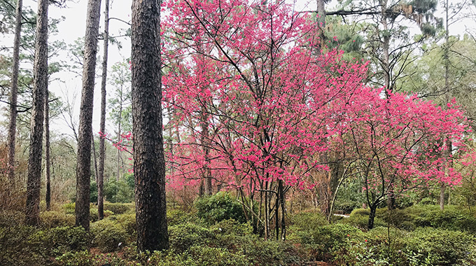 WinterGarden Taiwan Cherry trees