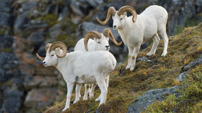Dall sheep standing at the edge of cliff