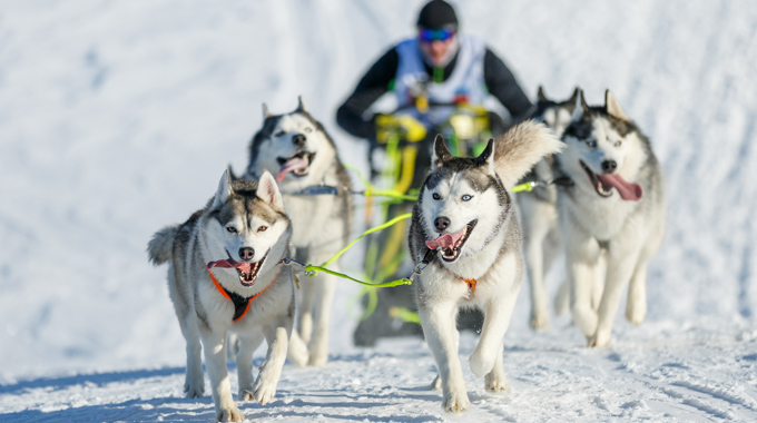 Dog sled race