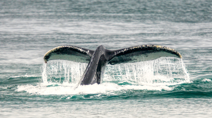 Humpback whale tail