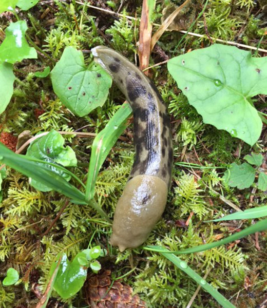 A banana slug. | Photo by Eric Lucas