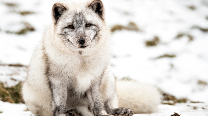 Endangered Wolf Center