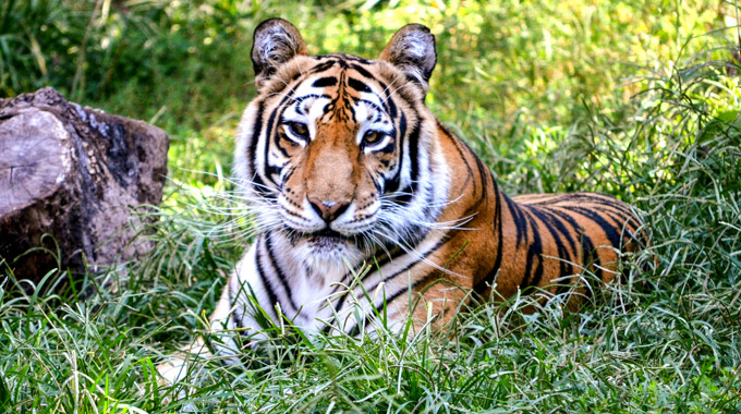 Crown Ridge Tiger Sanctuary