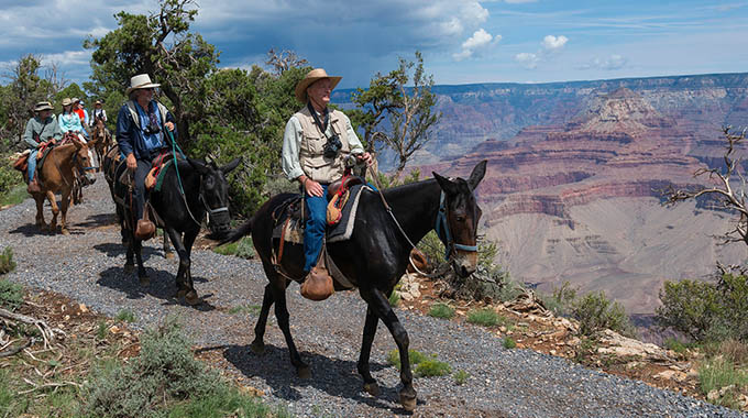 Seeing the Grand Canyon by mule