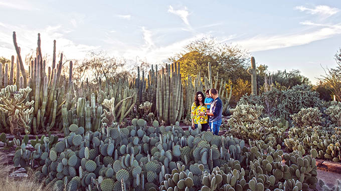The 140-acre Desert Botanical Garden showcases the plants of the Sonoran Desert. | Laura Segall