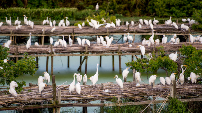 Flocks of egrets resting on wooden overwater platforms