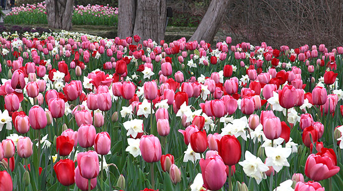 Tulips and daffodils take over the landscape at the Dallas Arboretum and Botanical Garden. | Photo courtesy Dallas Arboretum and Botanical Garden