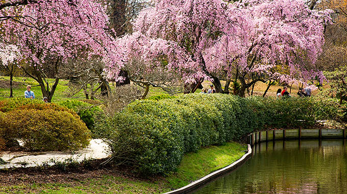 People stroll among weeping Higan cherry trees at the Missouri Botanical Garden. | Photo by Mary Lou Olson/Missouri Botanical Garden