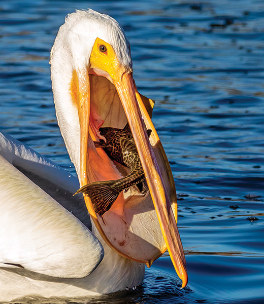 White Pelican Catching and Eating Breakfast by Bruce Okine