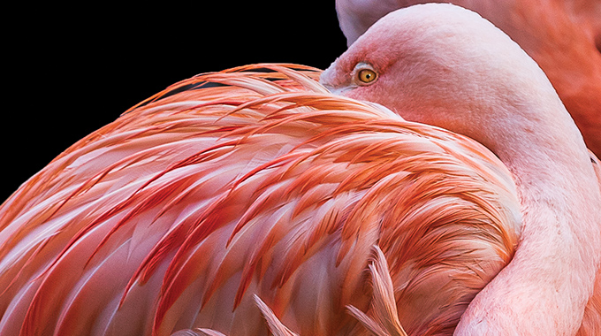 The Flamingo by Vivi Wyngaarden