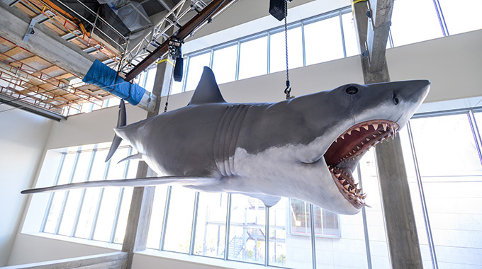 The lone surviving full-scale model of the fearsome shark featured in the 1975 blockbuster “Jaws.” It measures 25 feet long and weighs 1,208 pounds. | Photo by Todd Wawrychuk/Academy Museum Foundation