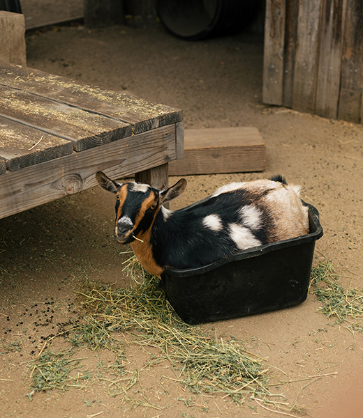 One of the resident goats at See Canyon Fruit Ranch.