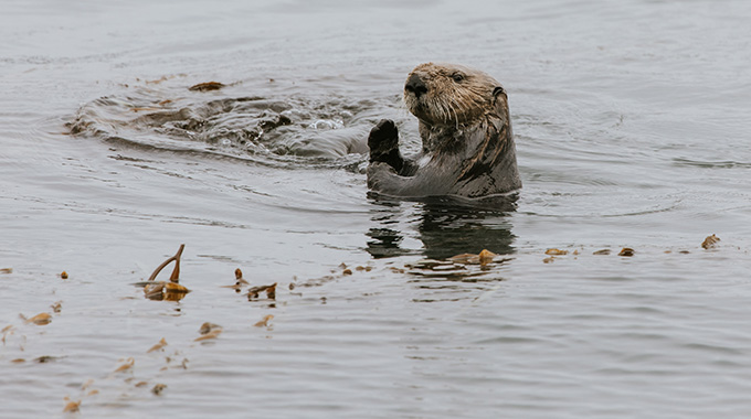 Otters play in the surf near Morro Bay. 