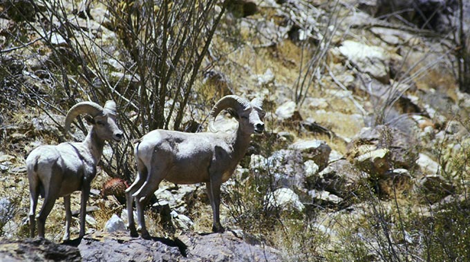 Bighorn sheep