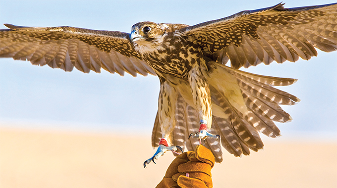 A falconer holding a falcon spreading its wings