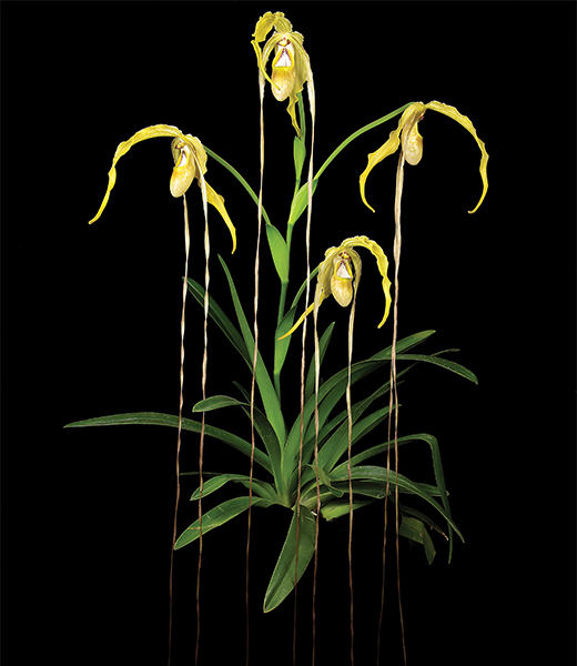 Phragmipedium Tall Tails, a type of orchid