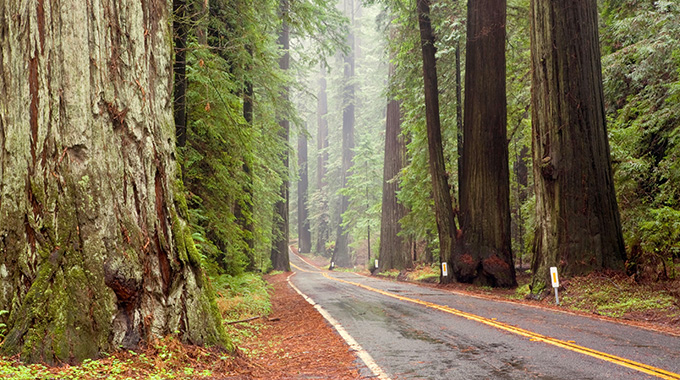 Avenue of the Giants