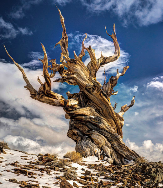 Bristlecone Pine