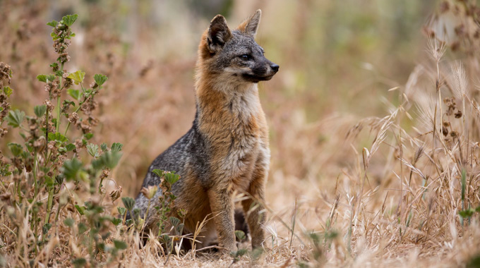 An island fox in dried shrubbery