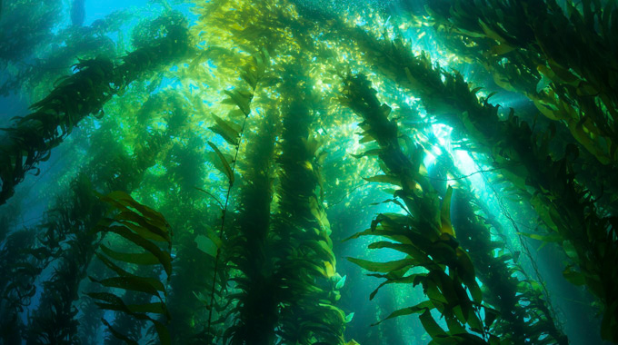 Inside an underwater kelp forest